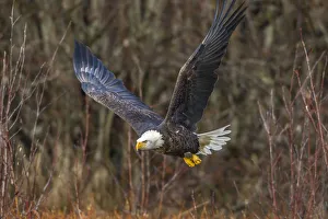 Images Dated 15th November 2016: USA, Alaska, Chilkat Bald Eagle Preserve, bald eagle adult, in flight