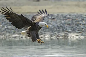 USA, Alaska, Chilkat Bald Eagle Preserve, bald eagle adult, landing USA, Alaska, Chilkat Bald Eagle Preserve, bald eagle adult, landing
