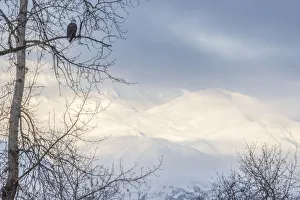 USA, Alaska, Chilkat Bald Eagle Preserve, bald eagle adult, and snowy mountains