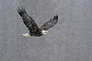 Images Dated 13th November 2007: USA, Alaska, Chilkat Bald Eagle Preserve. Bald eagle flying through snowstorm