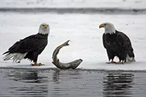 Images Dated 13th November 2007: USA, Alaska, Chilkat Bald Eagle Preserve. Pair of bald eagles waiting to feed on almost dead salmon