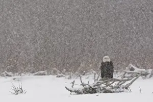 Dead Wood Prints: USA, Alaska, Chilkat River. Bald eagle (Haliaeetus leucocephalus) in snow storm