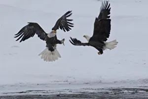 Competition Prints: USA, Alaska, Chilkat River. Bald eagles fighting. Credit as: Cathy & Gordon Illg