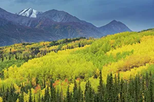 Images Dated 16th October 2022: USA, Alaska, Chugach National Forest. Mountain and aspens in autumn