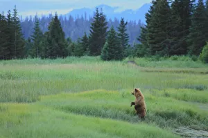 S Edge Prints: USA, Alaska, Clark Lake National Park. Grizzly Bear, Ursus Arctos. Grizzly bear cub