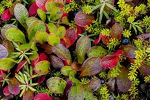 Tundra Prints: USA, Alaska. Close-up of alpine bearberry and crowberry plants