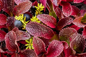 Tundra Prints: USA, Alaska. Close-up of alpine bearberry and crowberry plants