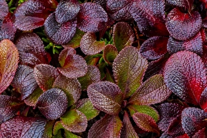 USA, Alaska. Close-up of alpine bearberry plants