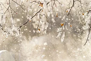 USA, Alaska. Close-up of frost falling from branches in winter