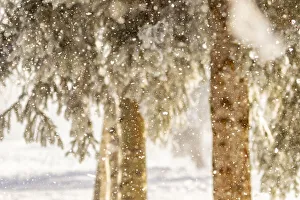 Images Dated 5th December 2020: USA, Alaska. Close-up of frost falling from branches in winter