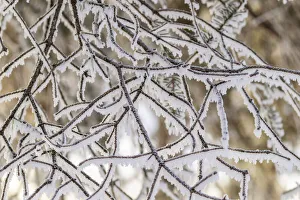 Frost Prints: USA, Alaska. Close-up of frosted branches in winter