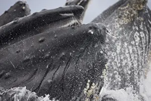 Endangered Specie Prints: USA, Alaska, Close-up detail of Humpback Whale (Megaptera novaengliae) lunging