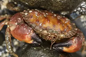 Tide Pool Prints: USA, Alaska. Close up view of a pygmy rock crab between rocks at low tide