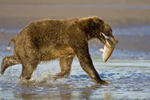 Salmon Prints: USA. Alaska. Coasta Brown Bear with freshly caught salmon at Silver Salmon Creek in Lake Clark NP