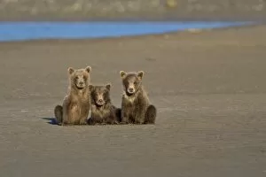 USA. Alaska. Coastal Brown Bear cubs watch their mother fishing for salmon at Silver