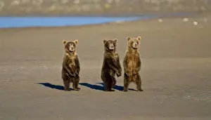 Images Dated 13th August 2007: USA. Alaska. Coastal Brown Bear cubs watch their mother fishing for salmon at Silver