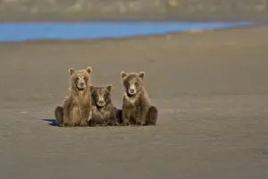 Images Dated 13th August 2007: USA. Alaska. Coastal Brown Bear cubs watch their mother fishing for salmon at Silver
