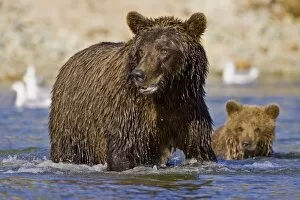 Images Dated 11th September 2006: USA. Alaska. A coastal brown bear fishes for salmon in a glacial stream at Kinak Bay in Katmai NP