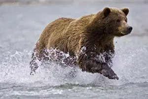 Amalik Bay Prints: USA. Alaska. A coastal brown bear fishes for salmon in a glacial stream at Geographic
