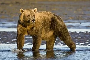 Images Dated 12th August 2007: USA. Alaska. Coastal Brown Bear fishing for salmon at Silver Salmon Creek in Lake Clark NP