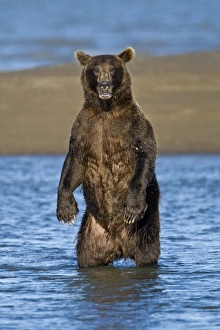 Images Dated 12th August 2007: USA. Alaska. Coastal Brown Bear fishing for salmon at Silver Salmon Creek in Lake Clark NP