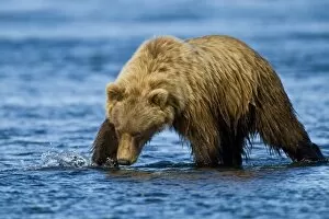 Images Dated 8th August 2007: USA. Alaska. Coastal Brown Bear fishing for salmon at Silver Salmon Creek in Lake Clark NP