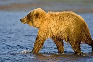 Images Dated 13th August 2007: USA. Alaska. Coastal Brown Bear fishing for salmon at Silver Salmon Creek in Lake Clark NP