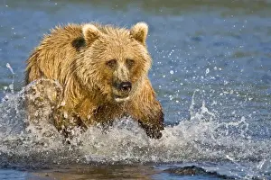 Images Dated 13th August 2007: USA. Alaska. Coastal Brown Bear fishing for salmon at Silver Salmon Creek in Lake Clark NP