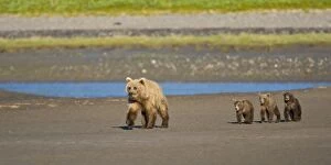 USA. Alaska. Coastal Brown Bear mother and cubs at Silver Salmon Creek, Lake Clark NP