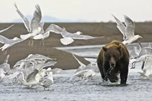 Images Dated 11th August 2007: USA. Alaska. Coastal Brown Bear surrounded by Glacous-winged Gulls at Silver Salmon Creek