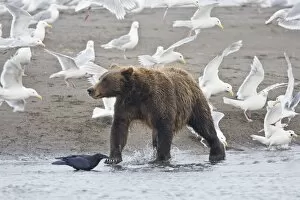 USA. Alaska. Coastal Brown Bear surrounded by Glacous-winged Gulls fishing for salmon