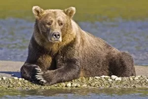 Images Dated 13th September 2006: USA. Alaska. A coastal brown bear takes a break while salmon fishing in Kukak Bay, Katmai NP
