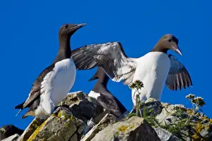 USA. Alaska. Common Murres at Bird Island in Lake Clark NP