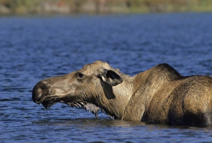Images Dated 12th December 2012: USA, Alaska, Cow Moose at Pond, Denali National Park