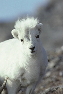 USA, Alaska, Dall Sheep, Dall Lamb, Lamb, Denali National Park