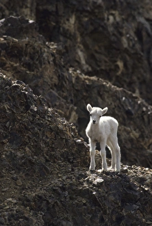 USA, Alaska, Dall Sheep, Dall Lamb, Lamb, Denali National Park