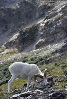 Images Dated 12th December 2012: USA, Alaska, Dall Sheep, Dall Ram, Denali National Park