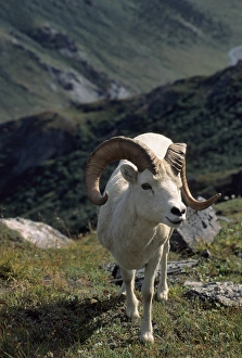 USA, Alaska, Dall Sheep, Dall Ram, Denali National Park