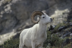 USA, Alaska, Dall Sheep, Dall Ram, Denali National Park