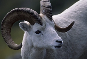 USA, Alaska, Dall Sheep, Dall Ram, Denali National Park