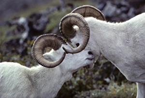 USA, Alaska, Dall Sheep, Dall Ram, Denali National Park