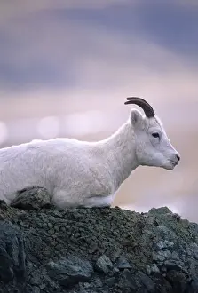 USA, Alaska, Dall Sheep, Ewe, Denali National Park