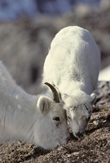 USA, Alaska, Dall Sheep, Ewe, Ewe and Lamb, Denali National Park