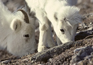 Nursing Prints: USA, Alaska, Dall Sheep, Ewe, Ewe and Lamb, Denali National Park