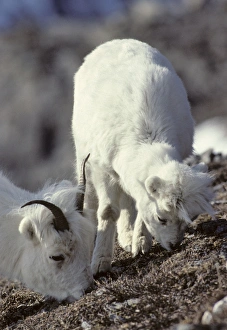 USA, Alaska, Dall Sheep, Ewe, Ewe and Lamb, Denali National Park