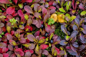 USA, Alaska, Dalton Highway. Alpine bearberry and crowberry