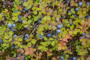 Berry Prints: USA, Alaska, Dalton Highway. Close-up of blueberries