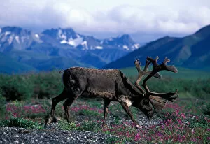 USA, Alaska, Denali National Park, Caribou (Rangifer tarandus) feeds in fireweed