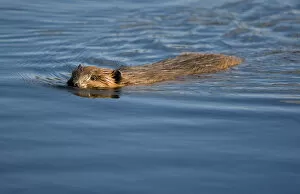 Images Dated 6th September 2007: USA, Alaska, Denali National Park, Beaver (Castor canadensis) swimming in Wonder
