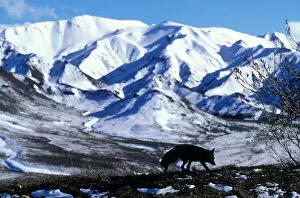 Images Dated 16th October 2006: USA, Alaska, Denali National Park, Red Fox (Vulpes vulpes) silhouetted against Alaska